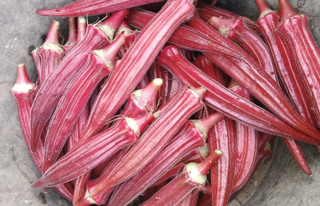 Okra Merah Surodadi